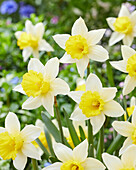 Narzisse (Narcissus) 'January Gold'