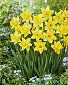 Narzisse (Narcissus) 'Rijnveld's Early Sensation'