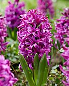 Hyazinthe (Hyacinthus) 'Purple Sensation'