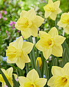 Narzisse (Narcissus) '04-302'