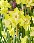 Narcissus Verdin