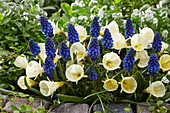 Narzisse (Narcissus) 'White Petticoat', Traubenhyazinthe (Muscari) 'Carola'