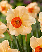 Narcissus Altruist