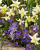 Balkan-Windröschen (Anemone blanda), Narzisse 'Toto' (Narcissus)