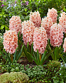 Hyacinthus Mascarade