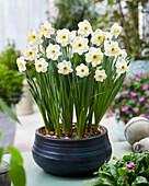 Narzisse (Narcissus) 'PK 1'