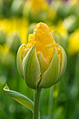 Tulpe (Tulipa) 'Vanilla Coup'