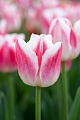 Tulpe (Tulipa) 'Marrero'