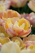 Tulpe (Tulipa) 'Creme Upstar'