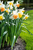 Narzisse (Narcissus) 'Chromacolor'