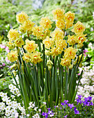 Narzisse (Narcissus) 'Venice'