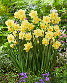 Narzisse (Narcissus) 'Yellow Cheerfulness'