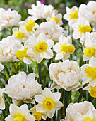 Tulpe (Tulipa) 'Popcorn', Narzisse (Narcissus) 'Golden Echo'