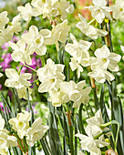 Narcissus Silver Bouquet