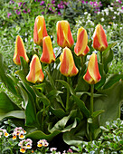 Tulipa Jumbo