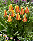 Tulpe (Tulipa) 'Jumbo'