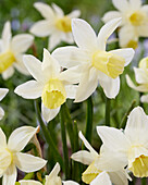 Narzisse (Narcissus) 'Sailboat'