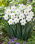 Narzisse (Narcissus) 'Stainless'