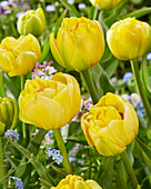 Tulpe (Tulipa) 'Double Trouble'