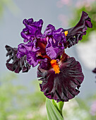 Iris 'Iris Sharp Dressed Man'