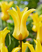 Tulpe (Tulipa) 'Crown Jewel'