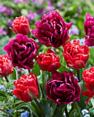 Tulpe (Tulipa) 'Red Foxtrot', 'Showcase'