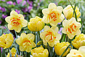 Tulpe (Tulipa) 'Double Trouble', Narzisse (Narcissus) 'Tahiti'