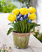 Tulpe (Tulipa) 'Yellow Baby', Traubenhyazinthe (Muscari) 'Ocean Magic'
