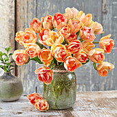 Tulpe (Tulipa) 'Charming Beauty'