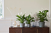 Einblatt (Spathiphyllum)