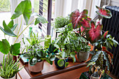 Sammlung von Zimmerpflanzen