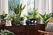 Sammlung von Zimmerpflanzen
