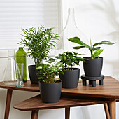 Tropical indoor plant collection