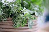 Mosaikpflanze (Fittonia verschaffeltii)