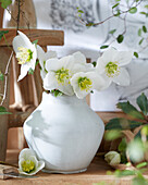 Helleborus flowers in vase