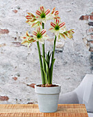 Hippeastrum Ambiance