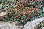 Braunrotes Stachelnüsschen (Acaena microphylla) 'Kupferteppich'