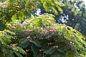 Seidenbaum (Albizia julibrissin f. rosea)