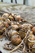 Zwiebel beim Trocknen (Allium cepa)