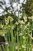 Etagenzwiebel (Allium cepa var. viviparum)