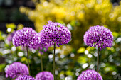 Holländischer Lauch (Allium hollandicum) 'Purple Sensation'