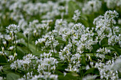 Bärlauch (Allium ursinum), blühend
