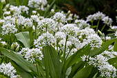 Bärlauch (Allium ursinum), blühend
