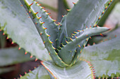 Kap-Aloe (Aloe ferox)