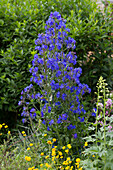 Blaue Ochsenzunge (Anchusa azurea) 'Loddon Royalist'
