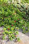 Ausdauerndes Eiskraut (Aptenia cordifolia)