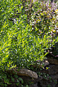 Artemisia dracunculus Sativa - French Tarragon