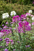 Spinnenblume (Cleome houtteana)