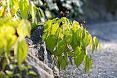 Alpen-Elfenblume (Epimedium alpinum)