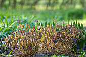 Großblumige Elfenblume (Epimedium grandiflorum) 'Lilafee'